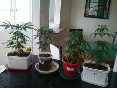 Todas as plantas 25/11/2012