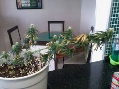 Planta D 22122012