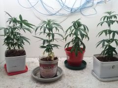 Todas as plantas 25/11/2012