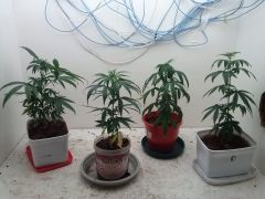 Todas as plantas 25/11/2012