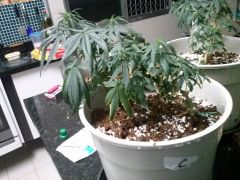 Planta C 11122012