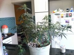 Planta A 30122012