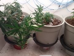 Planta D 09122012