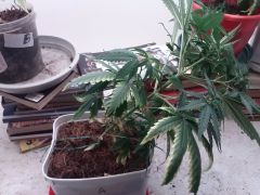 Planta A 03122012