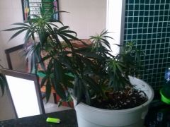 Planta C 16122012