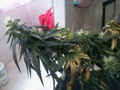 Planta D 22122012