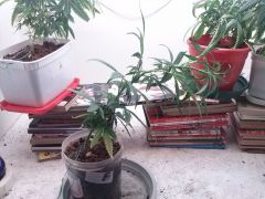 Planta B 03122012