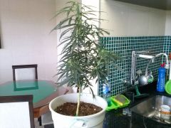 Planta B 30122012