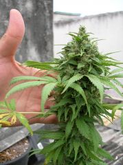 Top bud da Big Bang - 41 dias