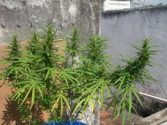 Himalaya Gold - 40 dias de flora