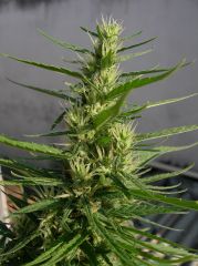 Himalaya gold - 47 dias