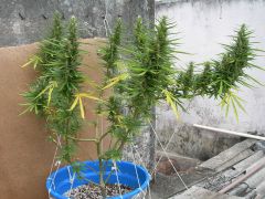 Himalaya Gold - 54 dias