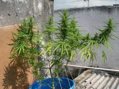 Himalaya Gold - 40 dias de flora