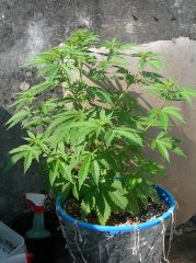 7 dias de flora