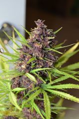 Purple Diesel - 8 semanas