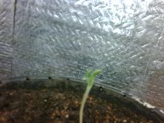 Pc Grow 3   30 11 11