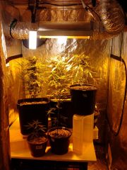 GrowTent120x120x200 HPS 600w, 2 CFL 40w