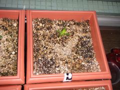 thunder bloddy  samsara seeds automatica   10 dias