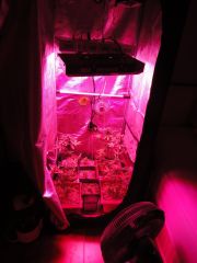 Grow Led