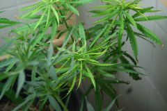 A sativa amarela