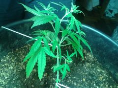 Super Lemon Haze_Amarras