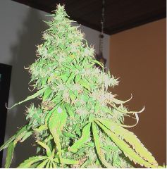 topbud acapulco