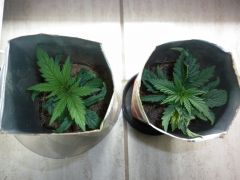 Northen Light e White Widow