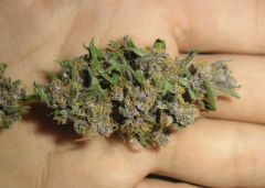 Purple Diesel Dez2012 (2).JPG