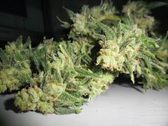 21 02 2012 Lemon Skunk (4)