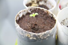 Ch #01 - Minha primeira planta!