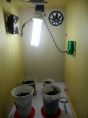 grow para minhas 4 plantas (ANTIGO)