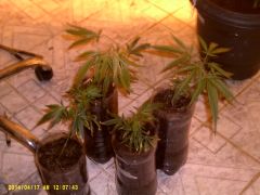 2° etapa clones pet 2l