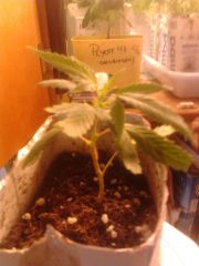 2° Cultivo indoor.