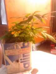 2° Cultivo indoor.