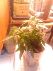 2° Cultivo indoor.