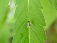 Syrphidae