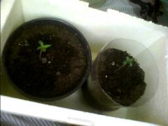 grow6