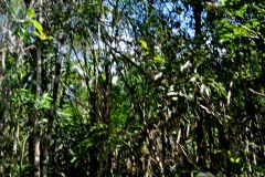 seres vivos das forestas venhão me guiar estou aqui estou cantado estou aberto pra purifica, essa planta é sagrada é sabia e tras poder...