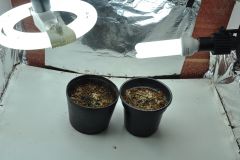 grow provisado