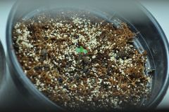 6 dias vega