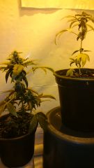 Primeiros clones de O.G Kush florindo