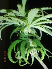 JANES BUDS DE BAIXO