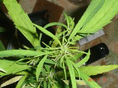 JANES DE CIMA (NOVOS BUDS)