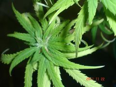 JANES BUDS MAIS BAIXOS