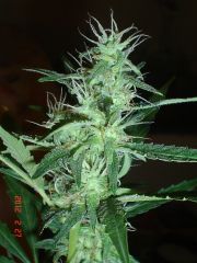 ROYAL AUTO FEMINIZED1