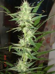 ROYAL AUTO FEMINIZED9