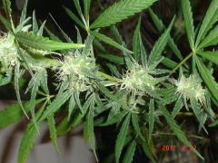 ROYAL AUTO FEMINIZED2