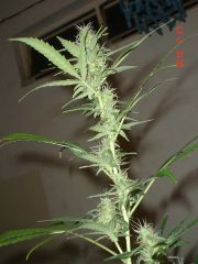 ROYAL AUTO FEMINIZED5