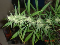 ROYAL AUTO FEMINIZED6