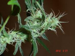 ROYAL AUTO FEMINIZED4